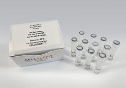 T7-Scribe™ Standard RNA IVT Kit - CELLSCRIPT™ - Life Sciences