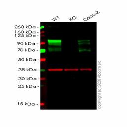 Human DAB2 knockout HeLa cell line - Abcam plc - Life Sciences