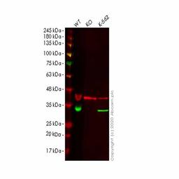 Human TXNDC9 knockout HeLa cell line - Abcam plc - Life Sciences