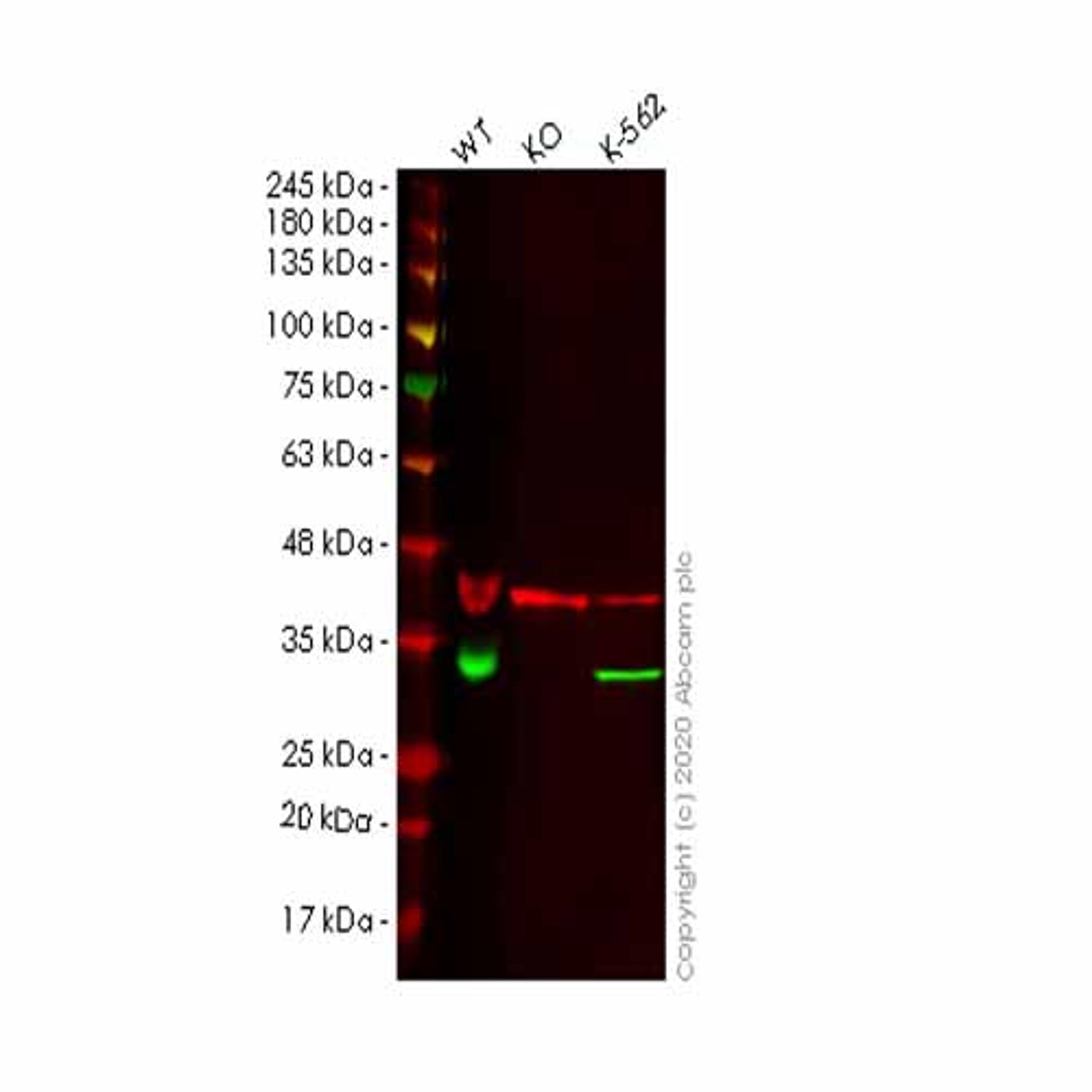 Human TXNDC9 knockout HeLa cell line - Abcam plc - Life Sciences