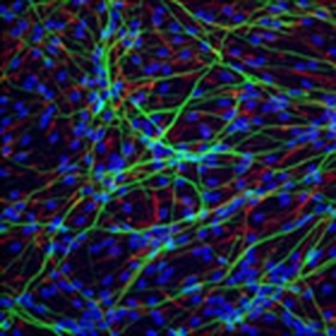 CRISPR Edited iPS Cell Lines - Merck - Life Sciences