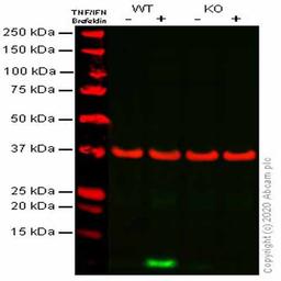 Human CXCL10 (IP10) knockout A549 cell line - Abcam plc - Life Sciences
