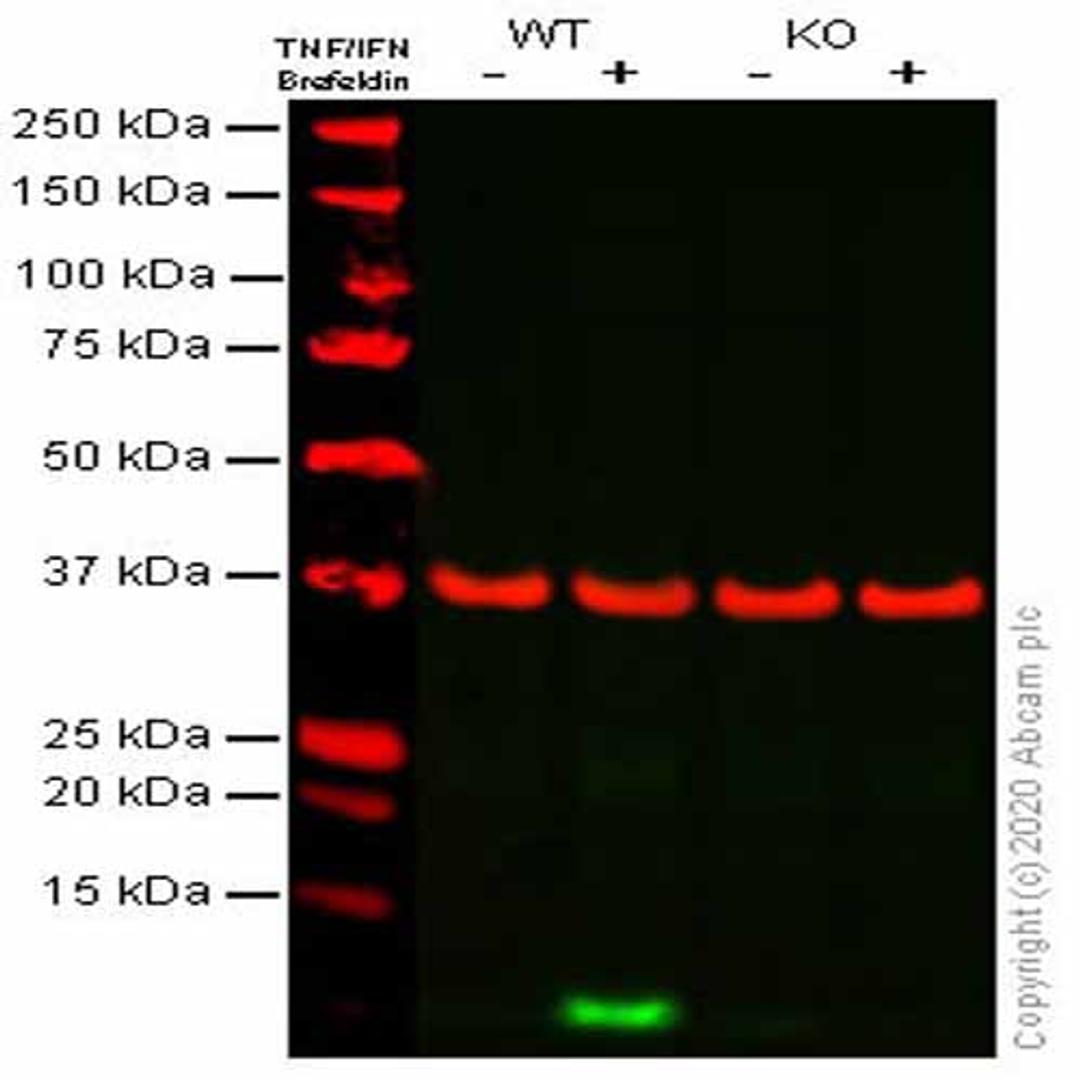 Human CXCL10 (IP10) knockout A549 cell line - Abcam plc - Life Sciences