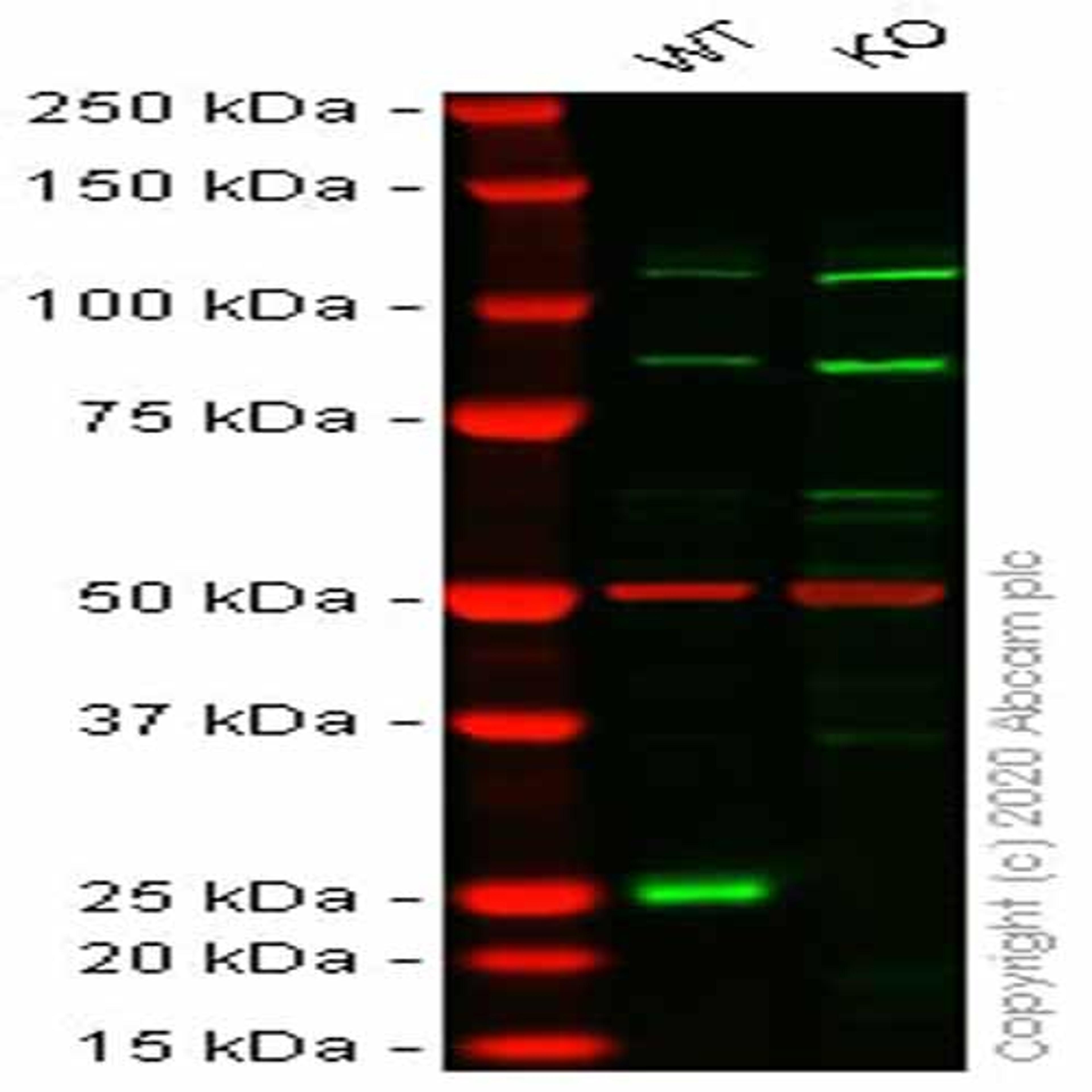 Human CBX1 (HP1 beta) knockout HEK293T cell line - Abcam plc - Life Sciences