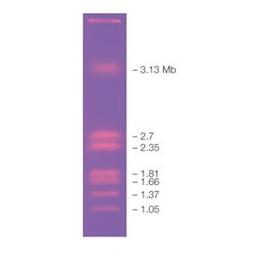 CHEF DNA Size Marker #1703667 - Bio-Rad - Life Sciences