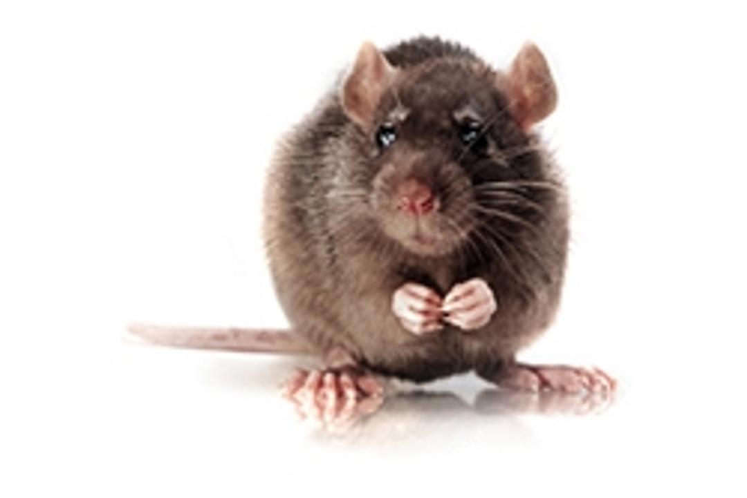 Brown Norway Rat Model - Charles River - Drug discovery > Pre-Clinical Development