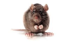 Brown Norway Rat Model - Charles River - Drug discovery > Pre-Clinical Development
