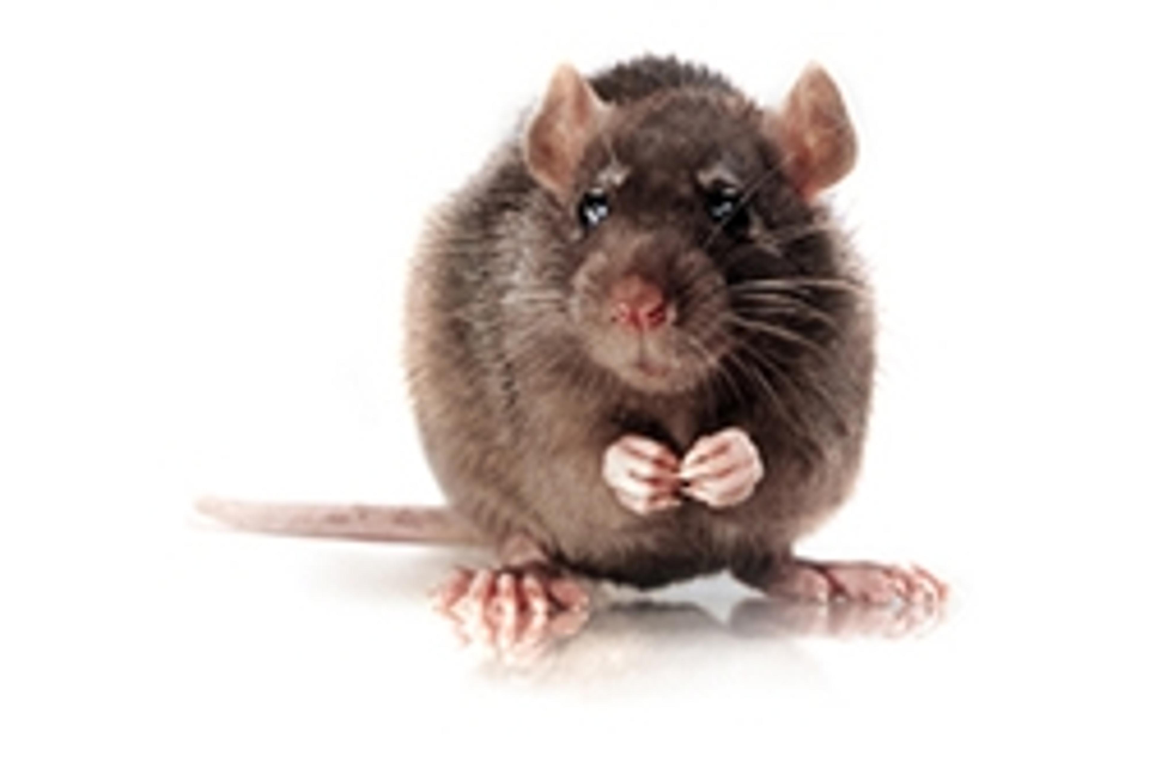 Brown Norway Rat Model - Charles River - Drug discovery > Pre-Clinical Development