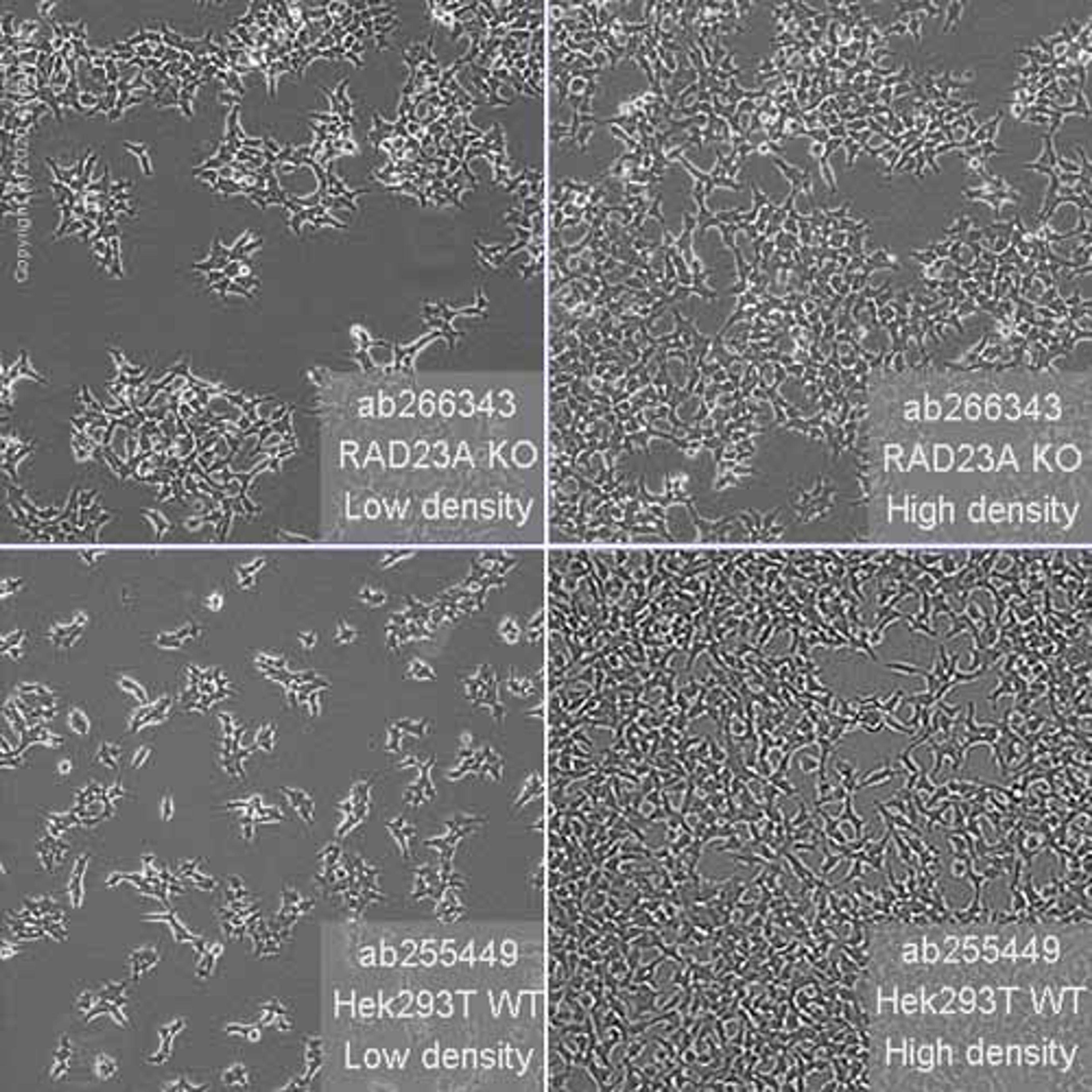 Human RAD23A (hHR23A) knockout HEK293T cell line - Abcam plc - Life Sciences