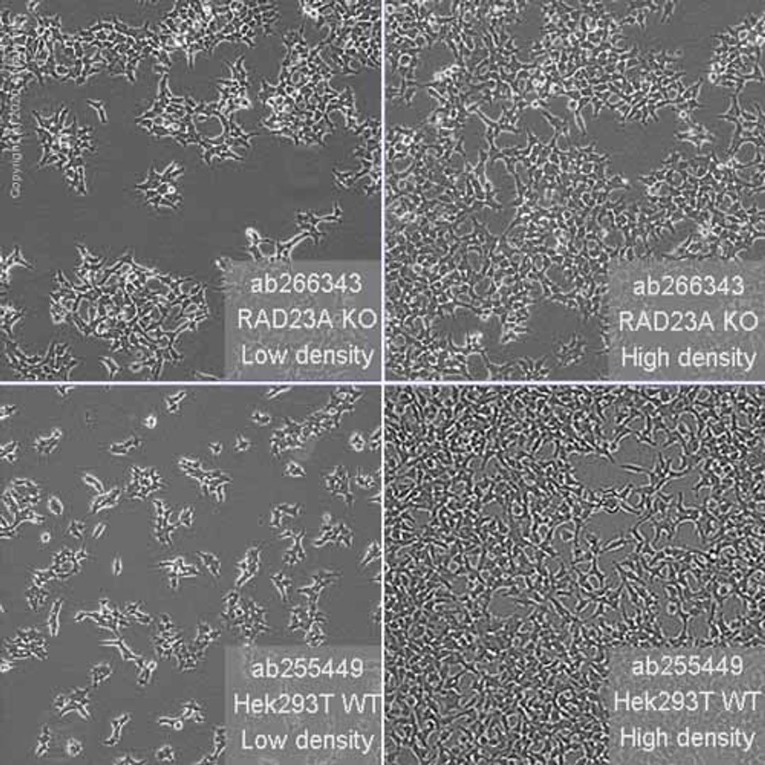 Human RAD23A (hHR23A) knockout HEK293T cell line - Abcam plc - Life Sciences