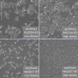 Human RAD23A (hHR23A) knockout HEK293T cell line - Abcam plc - Life Sciences