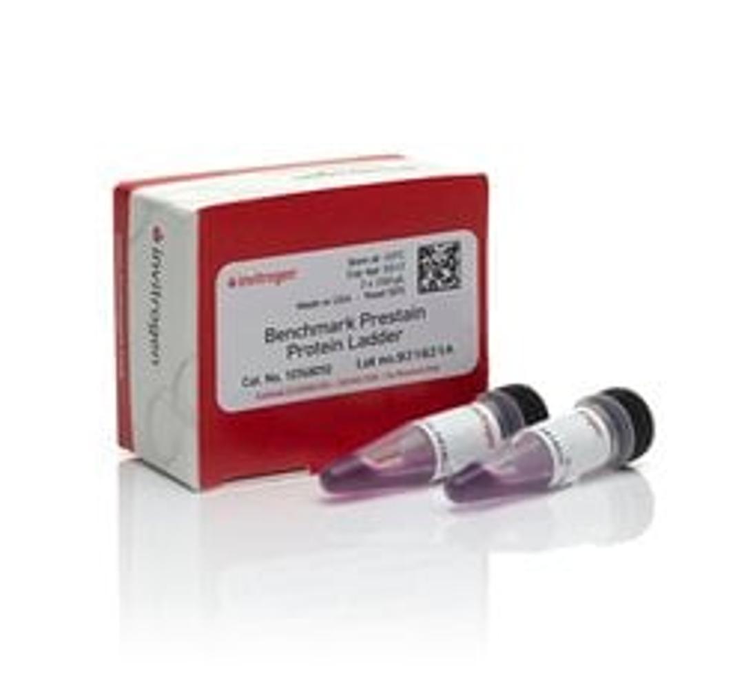 Invitrogen™ BenchMark™ Pre-stained Protein Ladder - Thermo Fisher Scientific - Life Sciences