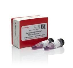 Invitrogen™ BenchMark™ Pre-stained Protein Ladder - Thermo Fisher Scientific - Life Sciences