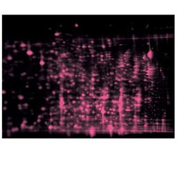 SYPRO Ruby Protein Blot Stain - Bio-Rad - Life Sciences