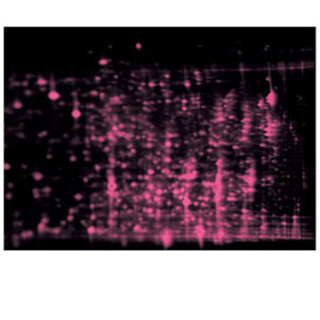 SYPRO Ruby Protein Blot Stain - Bio-Rad - Life Sciences