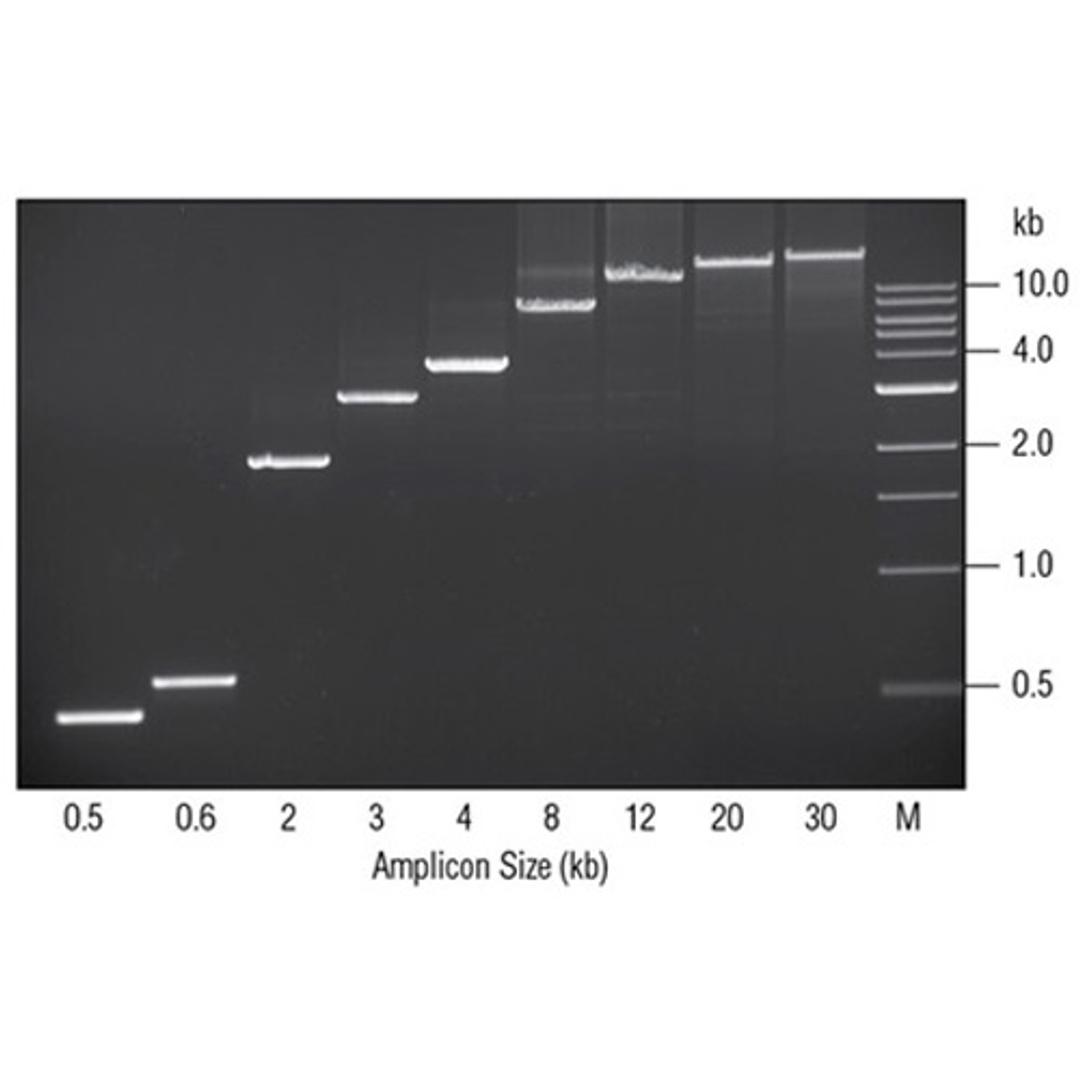 LongAmp® DNA Polymerases - New England Biolabs Inc. - Clinical Diagnostics
