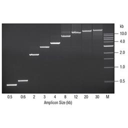 LongAmp® DNA Polymerases - New England Biolabs Inc. - Clinical Diagnostics