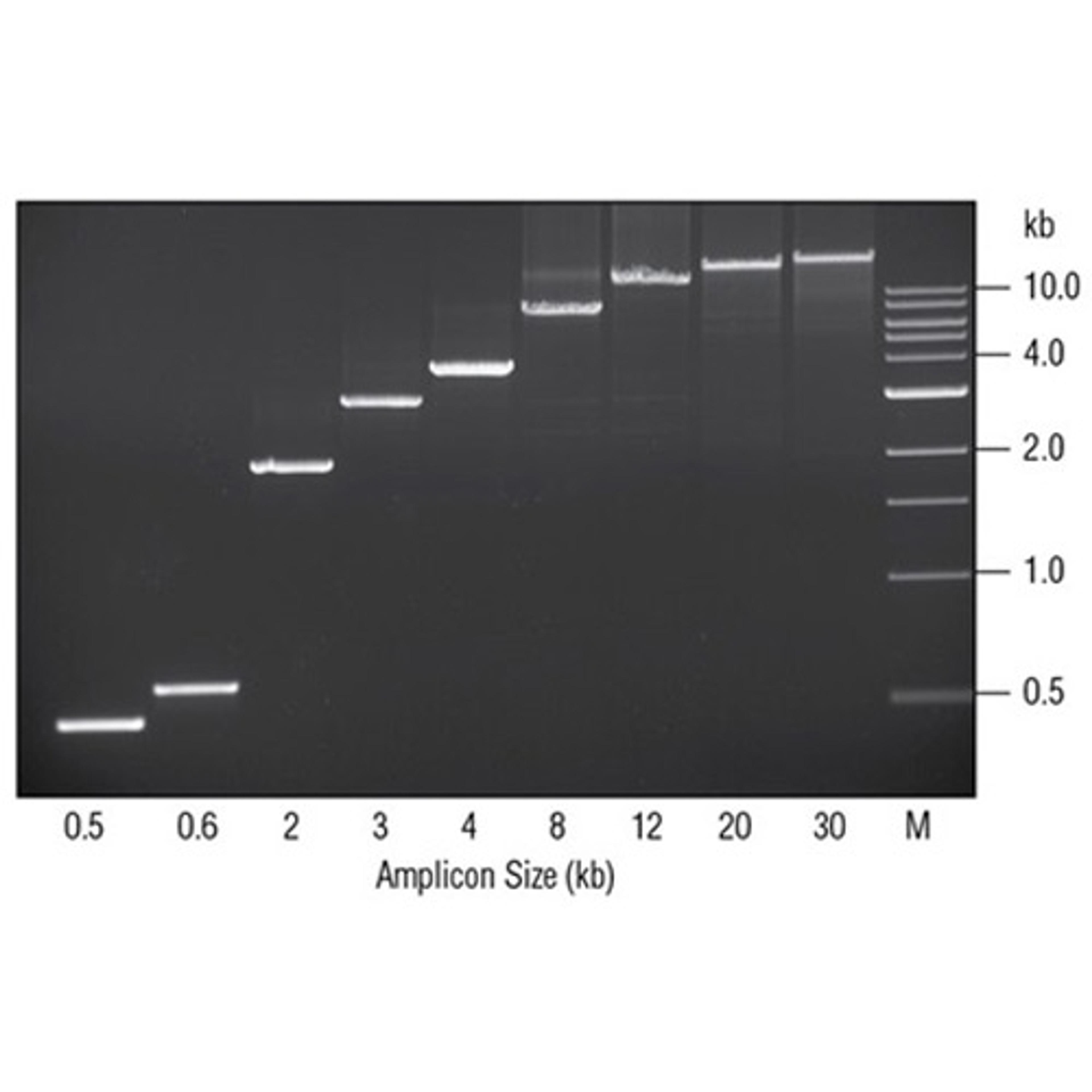 LongAmp® DNA Polymerases - New England Biolabs Inc. - Clinical Diagnostics