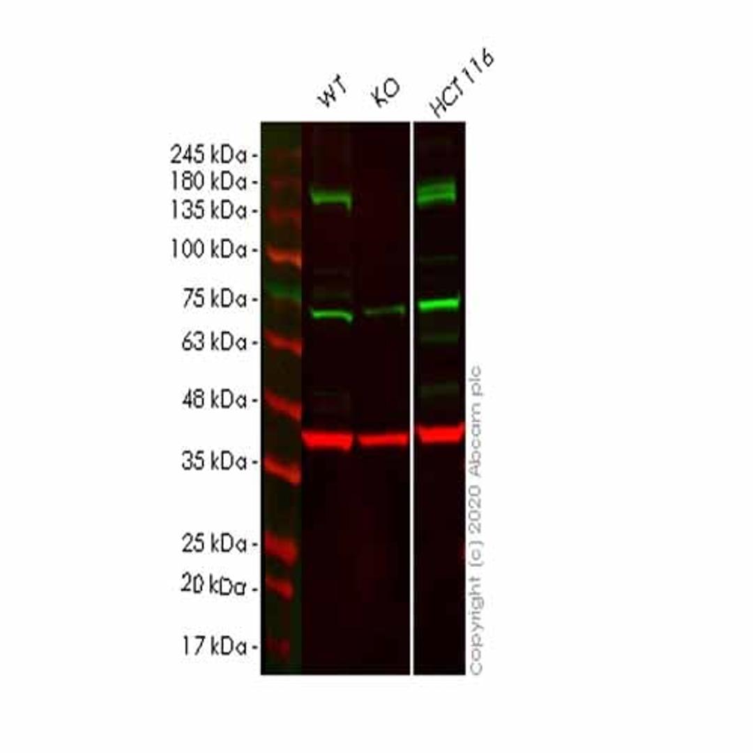 Human STAG2 (SA2) knockout HeLa cell line - Abcam plc - Life Sciences