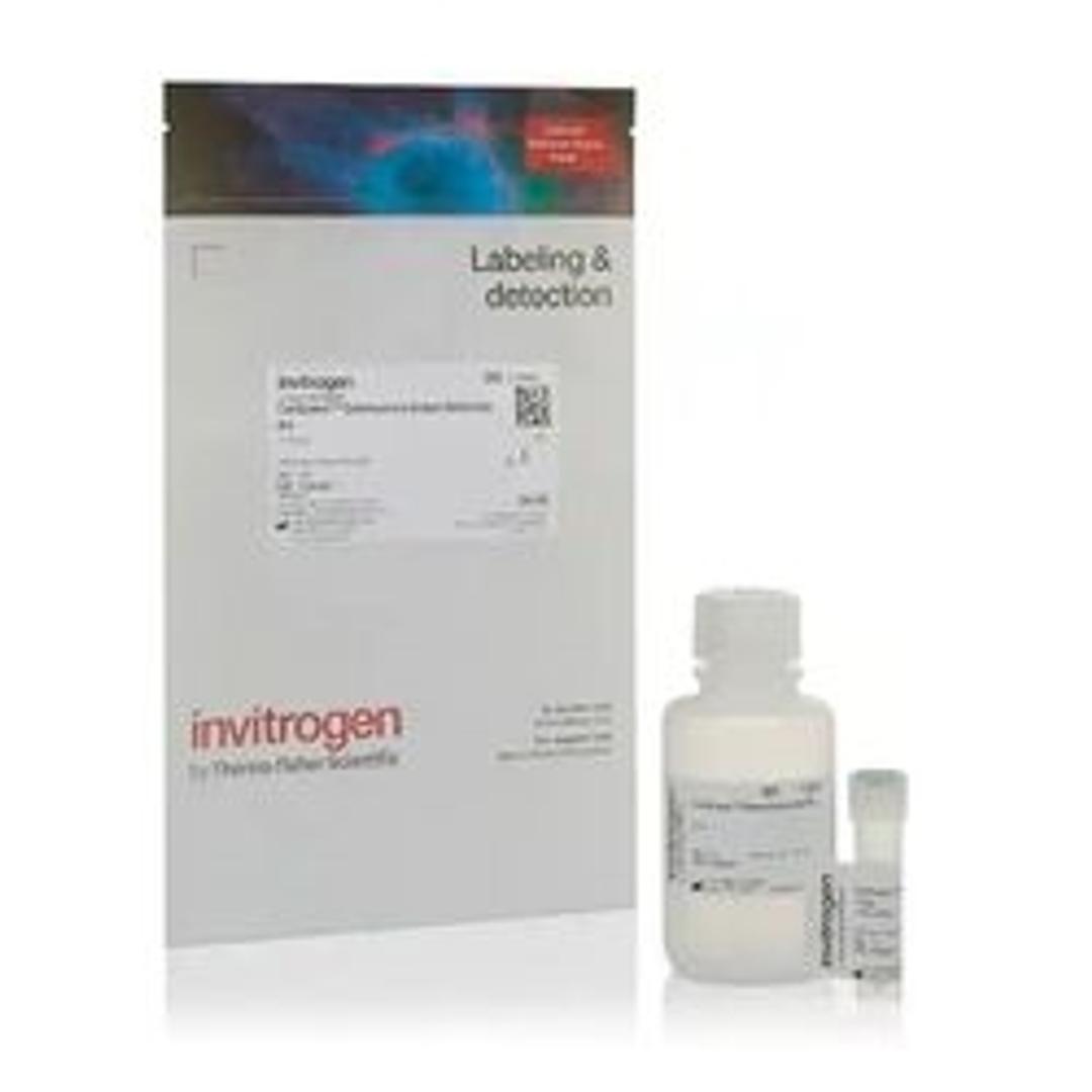 CellEvent™ Senescence Green Detection Kit - Thermo Fisher Scientific - Life Sciences