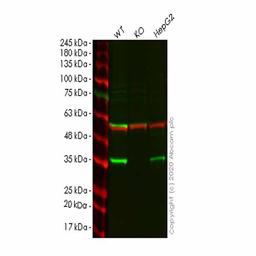 Human CRK (Crk p38) knockout HeLa cell line - Abcam plc - Life Sciences