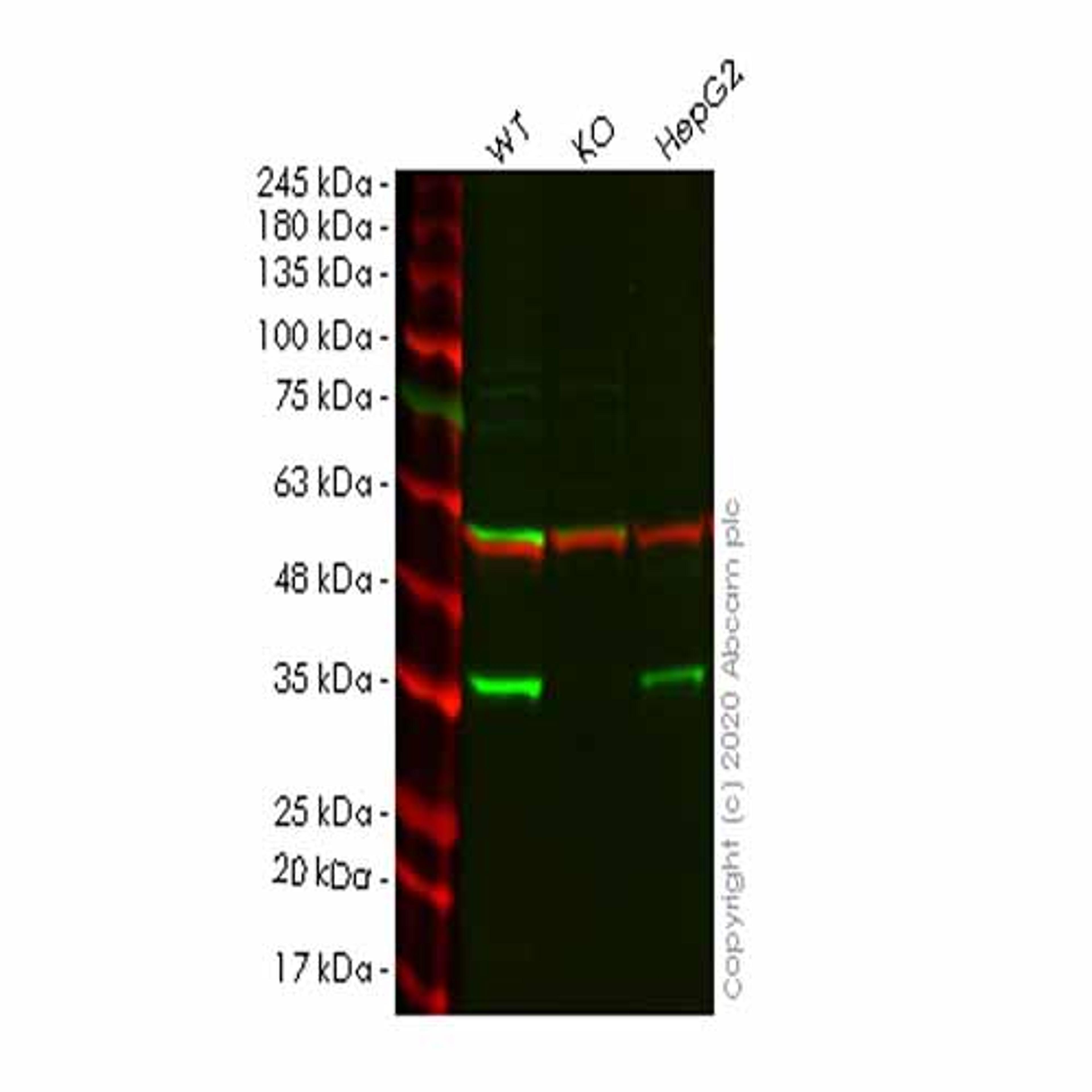 Human CRK (Crk p38) knockout HeLa cell line - Abcam plc - Life Sciences