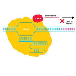 CRISPRi Libraries, Pools, and gRNAs - Merck - Life Sciences