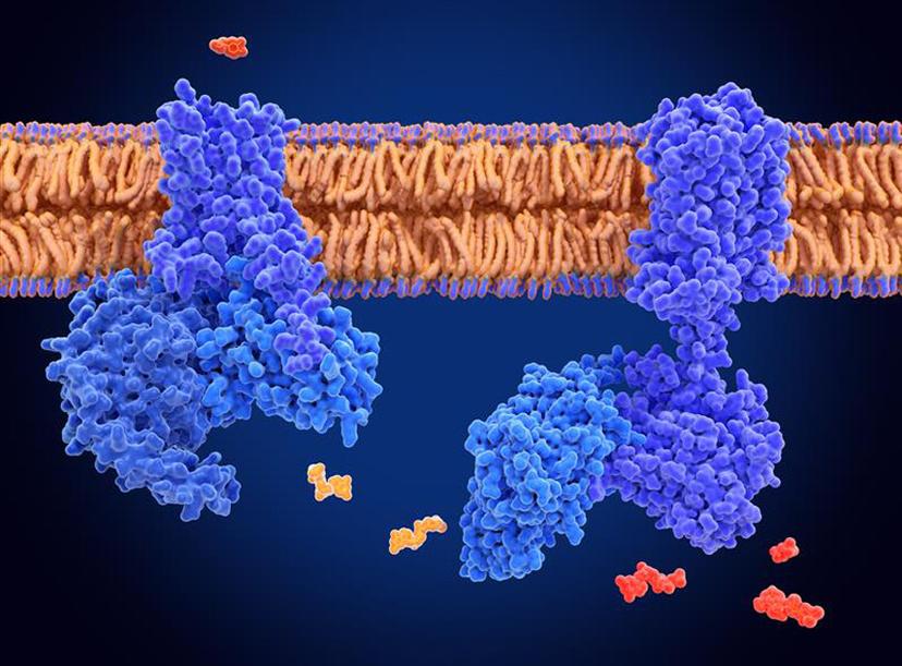G-protein coupled receptors