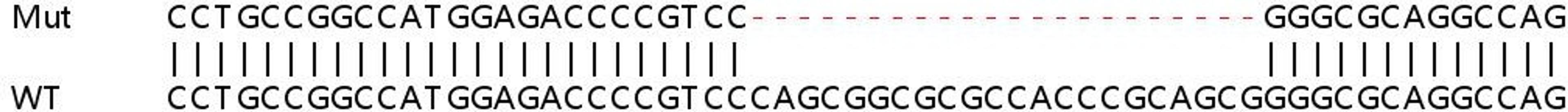 Sanger Seq - LMNA knockout HeLa