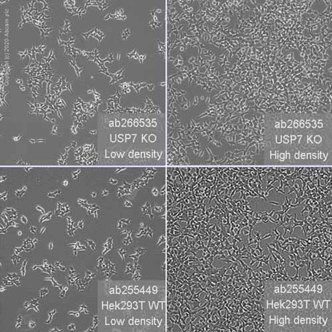 Human USP7 (HAUSP) knockout HEK293T cell line - Abcam plc - Life Sciences
