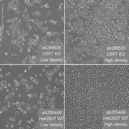Human USP7 (HAUSP) knockout HEK293T cell line - Abcam plc - Life Sciences