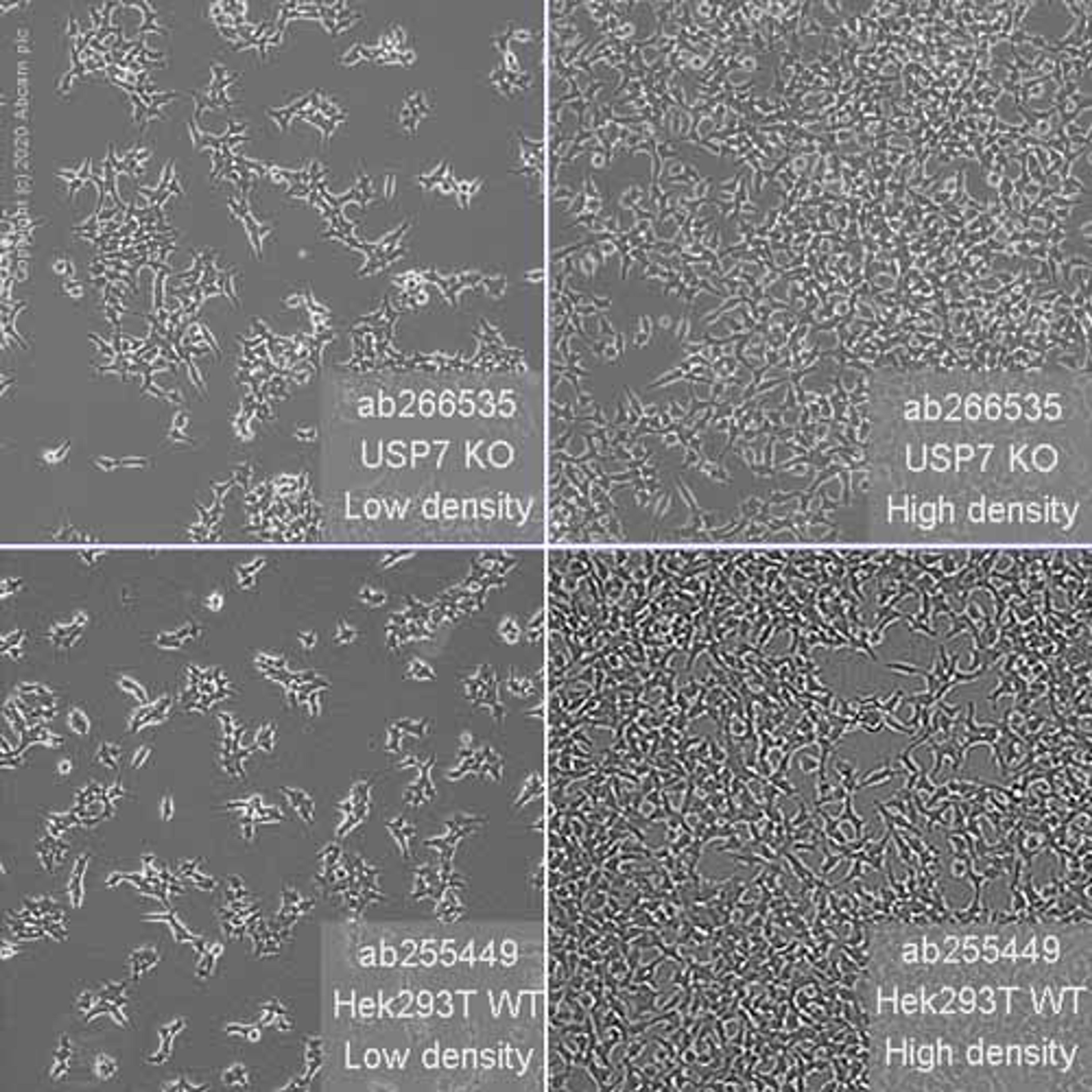 Human USP7 (HAUSP) knockout HEK293T cell line - Abcam plc - Life Sciences