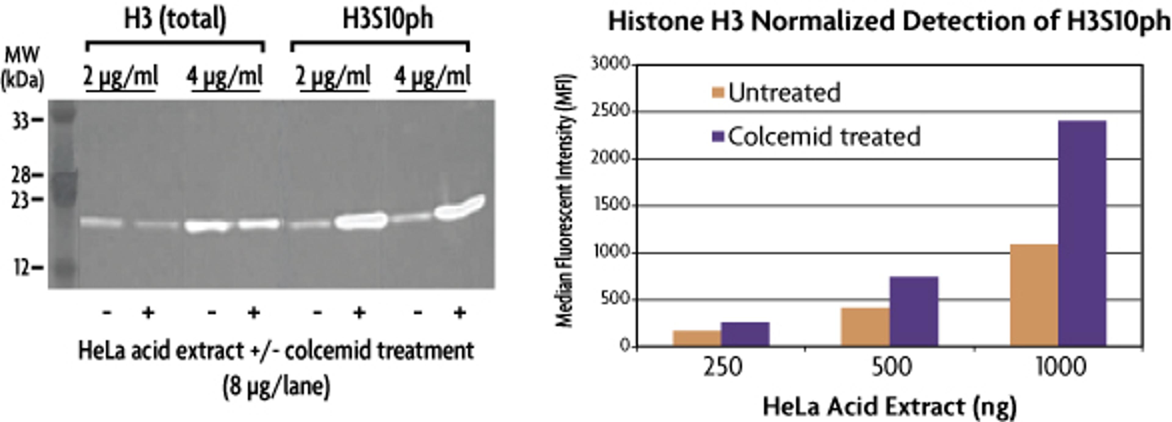 Histone H3 PTM Multiplex Assay - Active Motif - Life Sciences