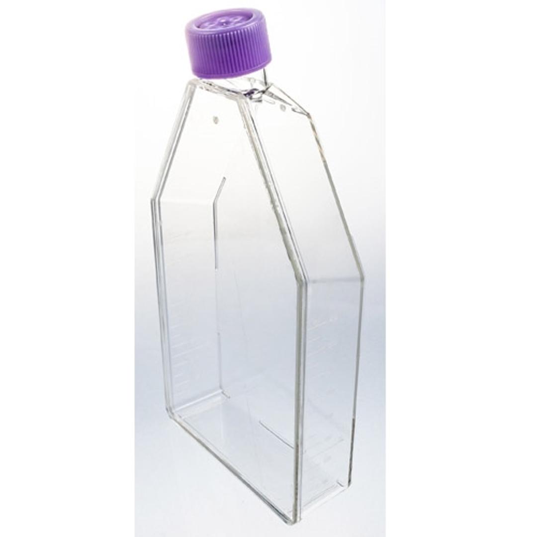 UltraCruz® Cell Culture Flasks with Vented Caps - Santa Cruz Biotechnology Inc. - Life Sciences