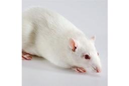 Lgals1 (gal1) Knockout Rat - SAGE Labs - Drug discovery > Pre-Clinical Development