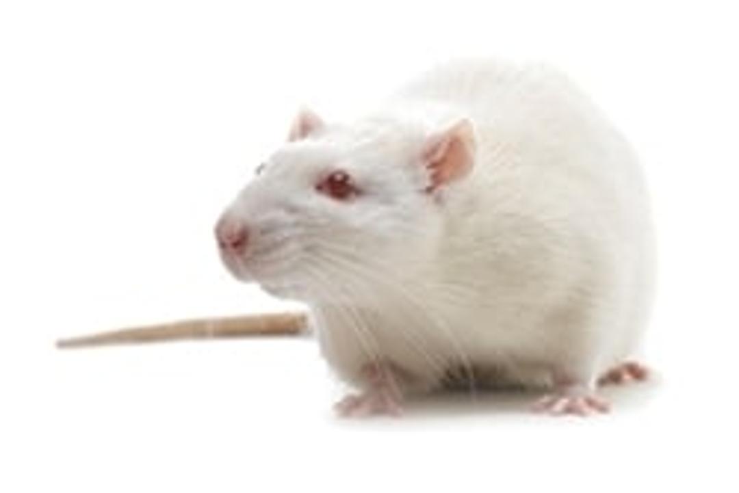 SHRSP Rat - Charles River - Drug discovery > Pre-Clinical Development