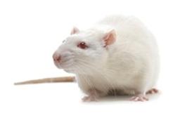 SHRSP Rat - Charles River - Drug discovery > Pre-Clinical Development