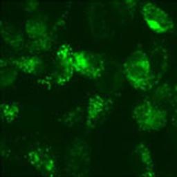 Fluorescent Biosensors & Autophagy Enrichment - Merck - Life Sciences