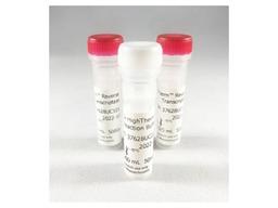 HighTherm™ Reverse Transcriptase - Azura Genomics Inc. - Life Sciences