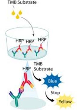 Mouse IL-1 beta/IL-1F2 Quantikine ELISA Kit - Bio-Techne - Life Sciences