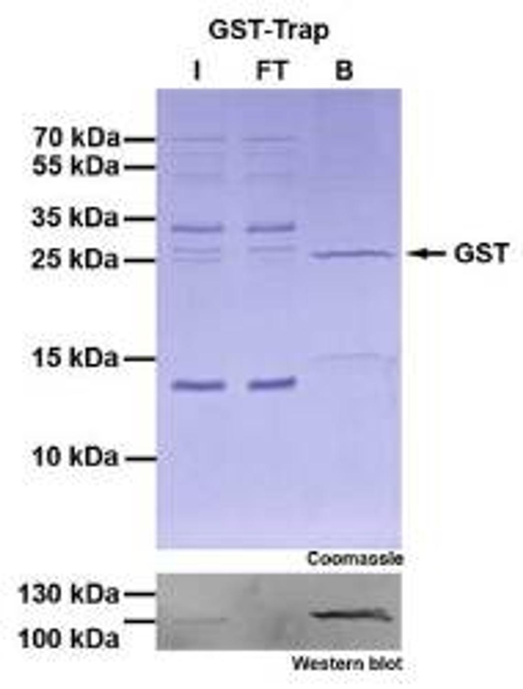 GST Toolbox - Chromotek GmbH - Life Sciences