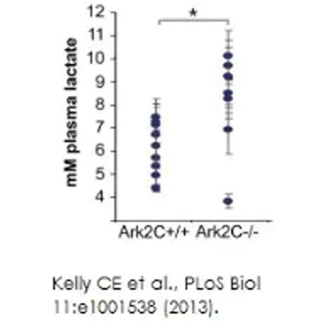 L-Lactate Assay Kit - Abcam plc - Life Sciences