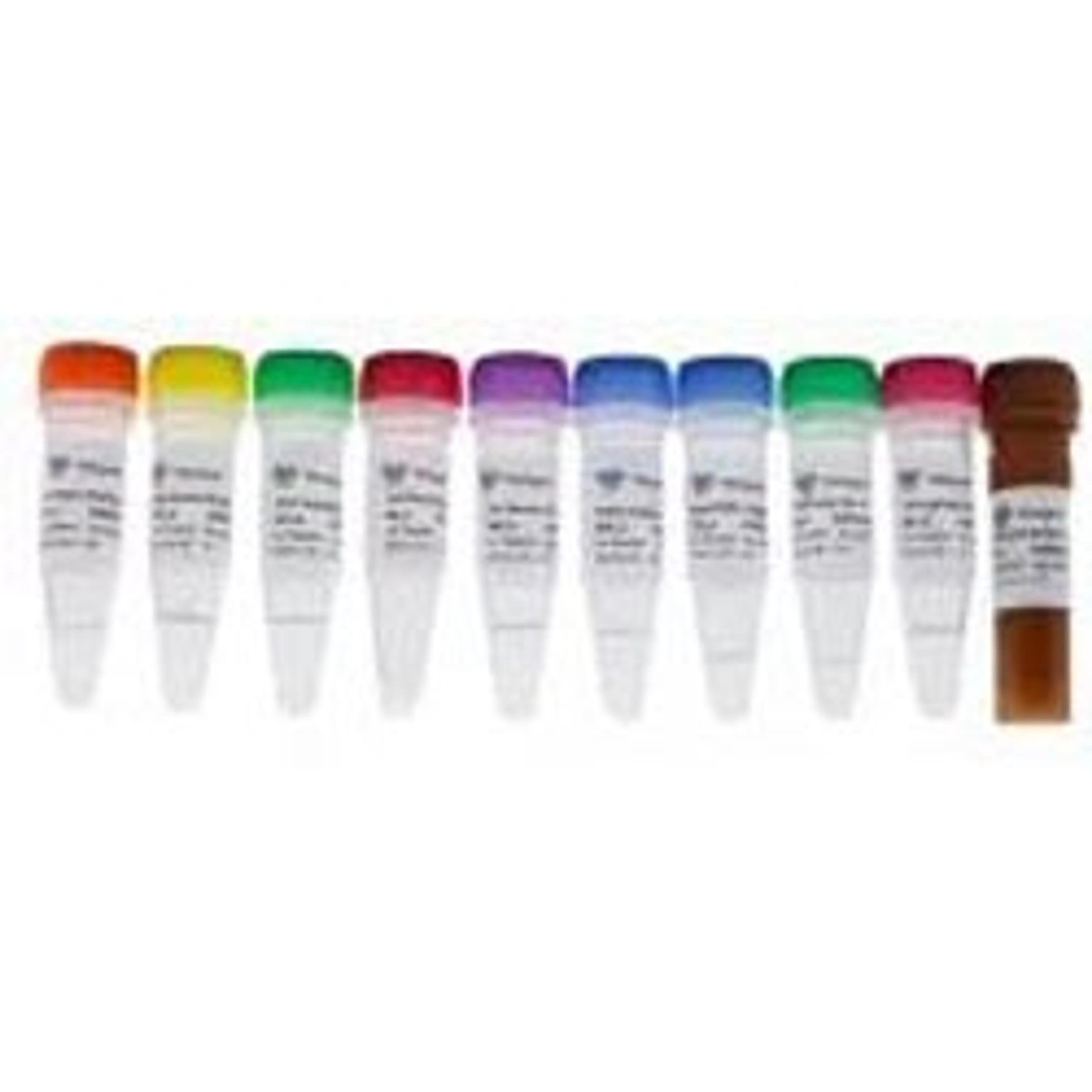 VAHTS Universal V8 RNA-seq Library Prep Kit for Illumina - Vazyme Biotech Co., Ltd - Life Sciences