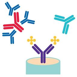 Recombinant Mouse IgG B1 - Merck - Life Sciences