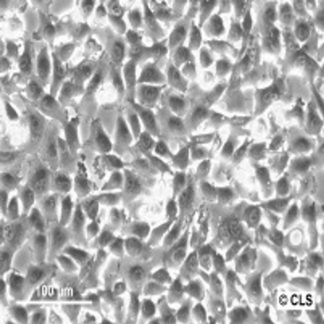 HT-1080 - Cell Lines Service GmbH - Life Sciences