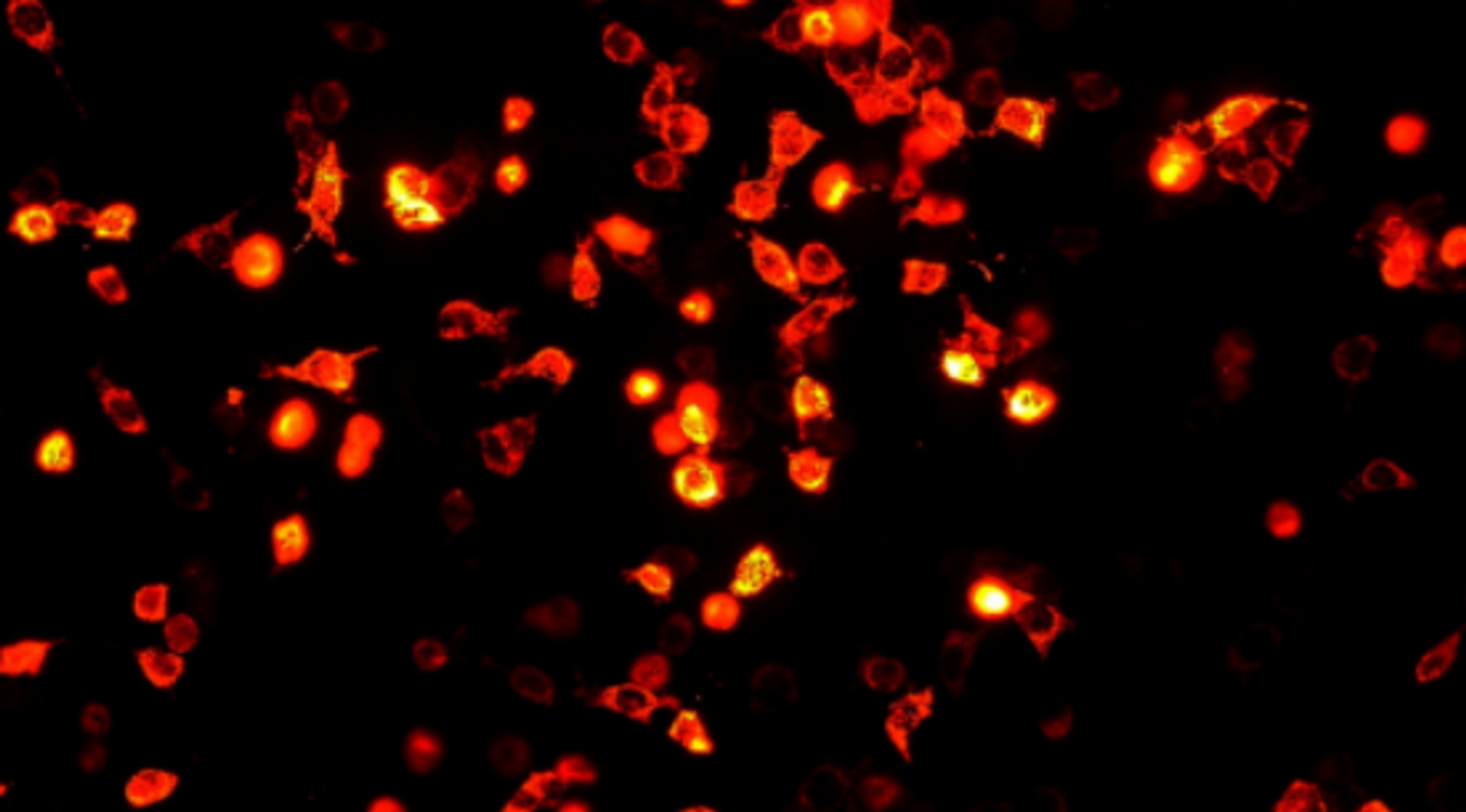 Cells expressing RFP