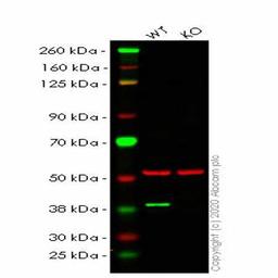 Human PBK (SPK) knockout HEK293T cell line - Abcam plc - Life Sciences
