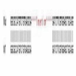 Human TSN (Translin) knockout HeLa cell line - Abcam plc - Life Sciences