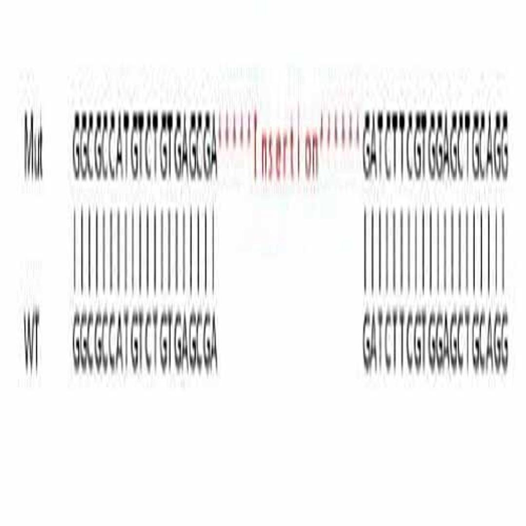 Human TSN (Translin) knockout HeLa cell line - Abcam plc - Life Sciences