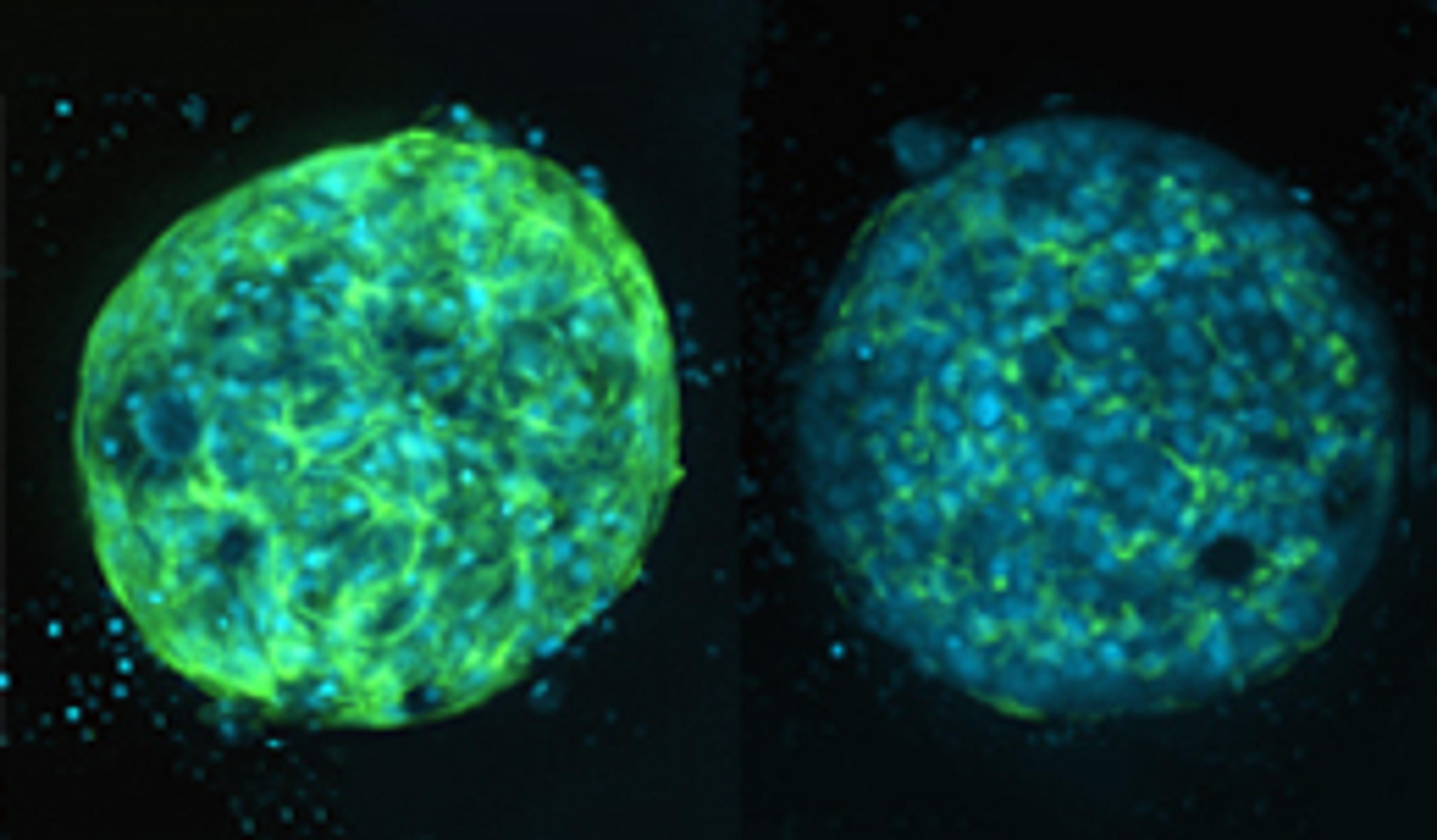 AI-assisted high-content imaging and toxicity screening using 3D liver organoids AI-assisted high-content imaging and toxicity screening using 3D liver organoids